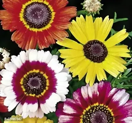 indian chrysanthemum hybrids mixed flower 50 seeds