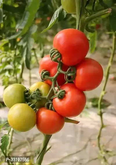 cherry tomato high germination seeds pack of 50 hybrid seeds-thumb0