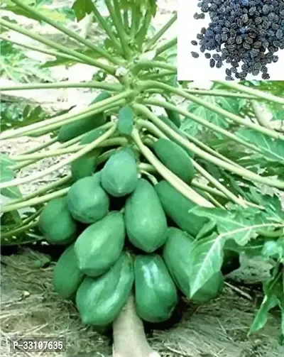 papaya f 1 hybrid seeds pack 50 seed-thumb0