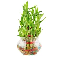 Mondal Plant Enterprise 3 Layer lucky bamboo Health plant-thumb1