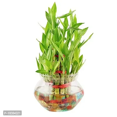 Mondal Plant Enterprise 3 Layer lucky bamboo Health plant-thumb2