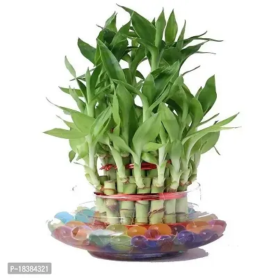 Mondal Plant Enterprise 3 Layer lucky bamboo Health plant