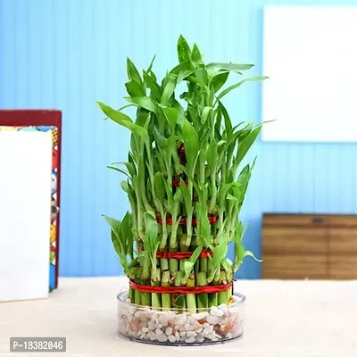 Mondal Plant Enterprise lucky bamboo Healthy plants