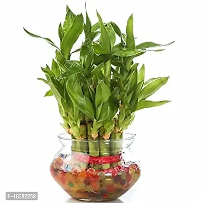 Mondal Plant Enterprise Layer lucky bamboo Health plant-thumb0