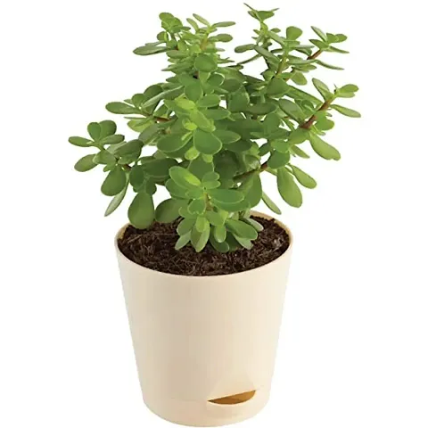 Hot Selling Plant & Planters 