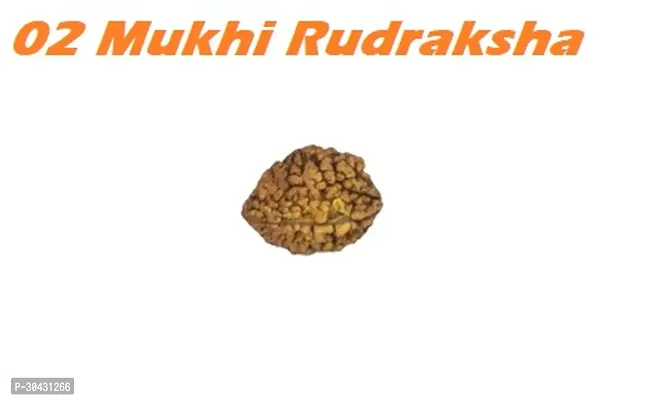 Classic 2 Mukhi Rudraksha For Men and Women-thumb0