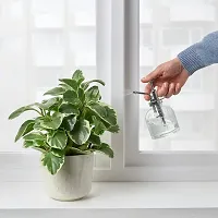 Ikea Plant Mister, Clear Glass 25Cl-thumb1