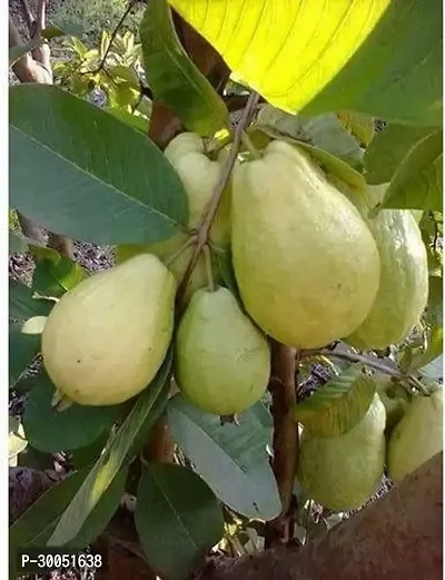 Fulmala Nursery Guava Plant-thumb0