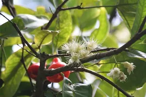 Fulmala Nursery Hybrid Jamun Plant[DF77]-thumb2