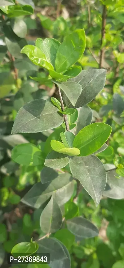 BALUBITA Hybrid Cherry Fruit Plant[BB1557]-thumb3