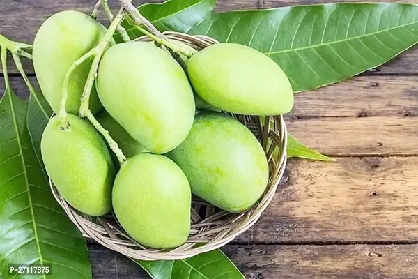Fulmala Nursery Hybrid Mango Plant[FM1499]
