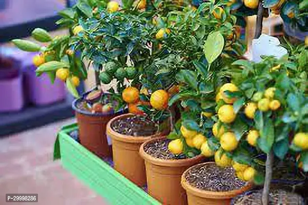 Fulmala Nursery Lemon Plant