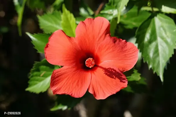 Fulmala Nursery  Hibiscus Plant-thumb0