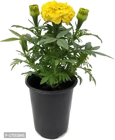 Fulmala NurseryMarigold Plant[FM2835]