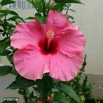 Fulmala Nursery  Hibiscus Plant-thumb0