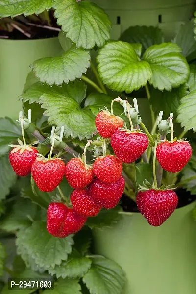 Natural Strawberry Plant-thumb0