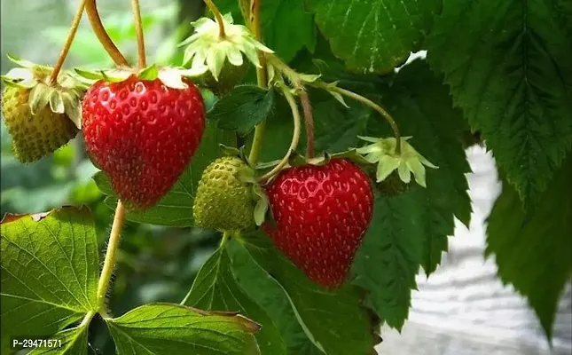 Natural Strawberry Plant-thumb0