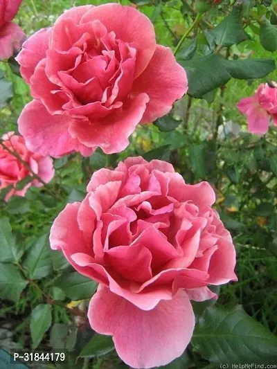 Fulmala Nursery Rose Plant -As46-thumb0