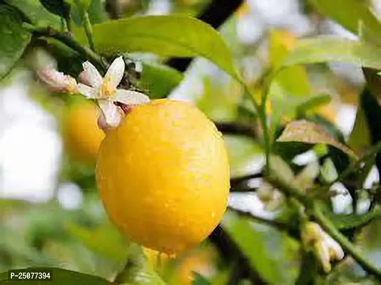 Lemon Plant Esey To Grow No Nead To Extra Care Hybrid Plant For Yor Garden And your Home-thumb0