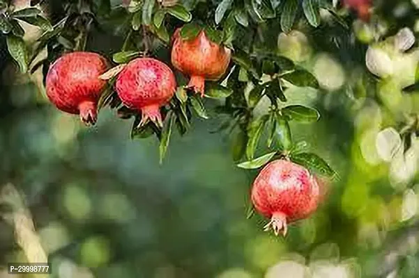 Fulmala Nursery Pomegranate Plant