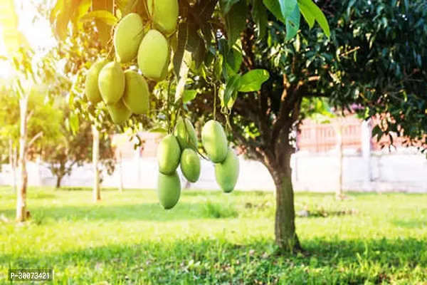 Fulmala Nursery Mango Plant-thumb0