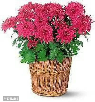 Fulmala NurseryChrysanthemums/ Guldavari Plant[FM2692]-thumb0