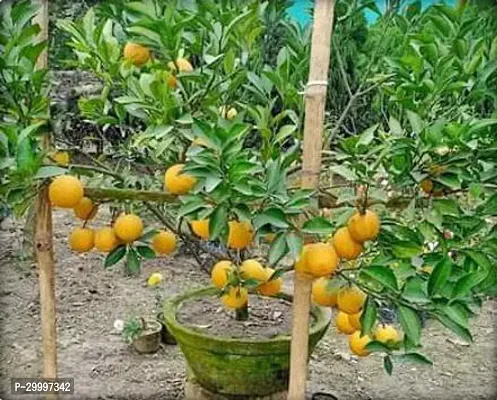 Fulmala Nursery Lemon Plant-thumb0