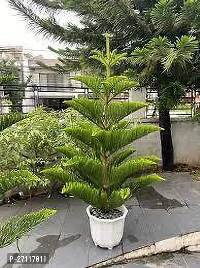 Fulmala Nursery Hybrid Christmas Tree Plant[FM1161]-thumb0