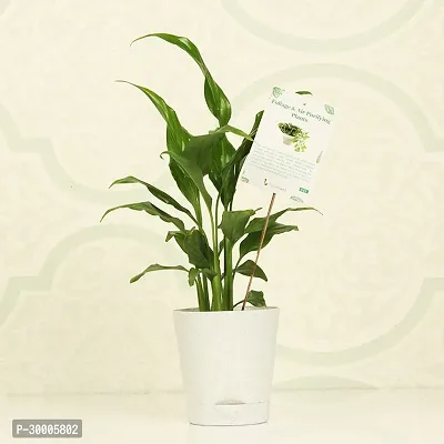 Fulmala Nursery Peace Lily Plant-thumb2