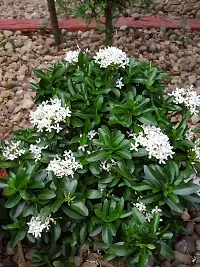 Fulmala NurseryJasmine Plant[DF0219]-thumb1