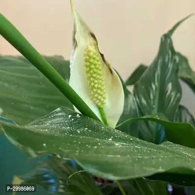 Beautiful Peace Lily Flower Plant for Indoor Use Air Purifying Houseplant with White Spathes Green Foliage Easy to Care and Maintain in Stylish Decorative Pot-thumb0