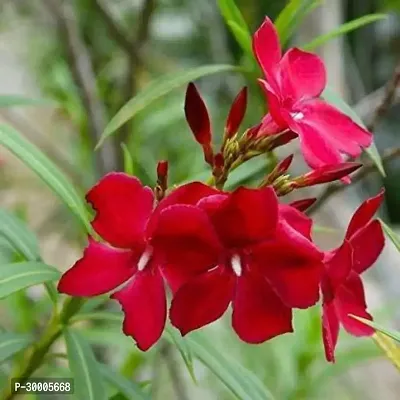 Fulmala Nursery Oleander Plant-thumb0