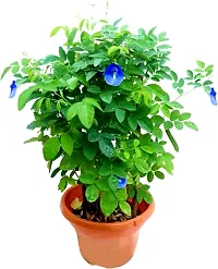 Fulama Nursery HybridAparajita/ Butterfly Pea Plant[FM1786]-thumb1