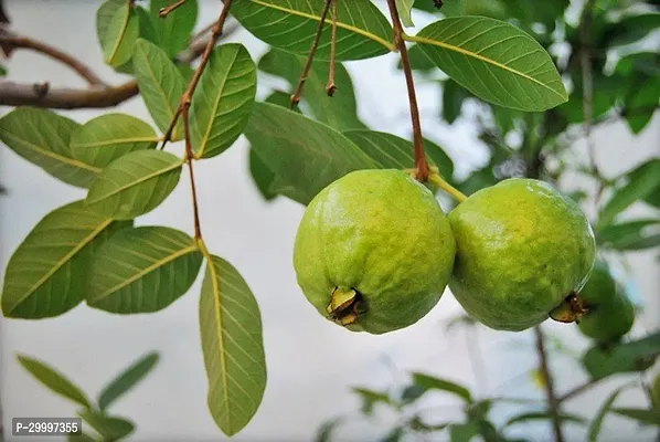 Fulmala Nursery Guava Plant