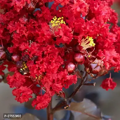 Fulmala NurseryChrysanthemums/ Guldavari Plant[FM2882]-thumb2