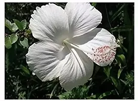 Fulmala Nursery Hibiscus Plant -As83-thumb1