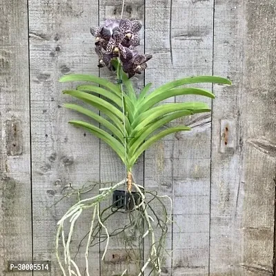 Fulmala Nursery Orchid Plant