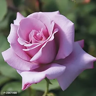 Natural Rose Plant-thumb0