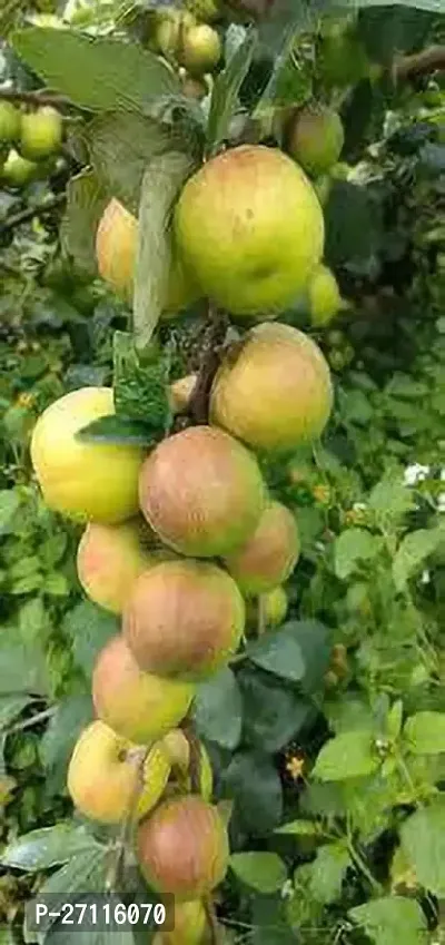 Fulmala Nursery Hybrid Ber Apple Plant[FM744]