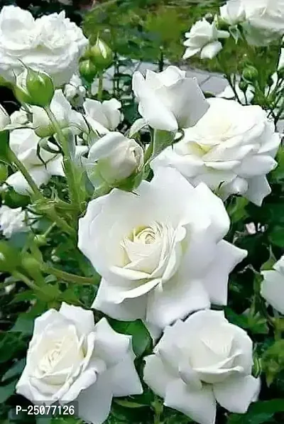 Rose Plant Esey To Grow No Nead To Extra Care Hybrid Plant For Yor Garden And your Home-thumb0