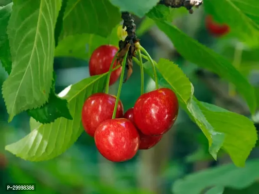 Fulmala Nursery Cherry Fruit Plant-thumb0