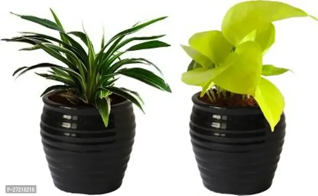 Fulama Nursery HybridMoney Plant[FM1636]