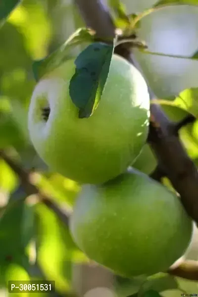 Fulmala Nursery Apple Plant-thumb0