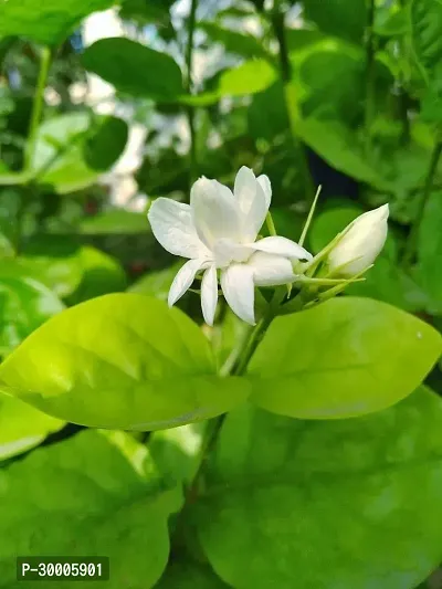 Fulmala Nursery Jasmine Plant