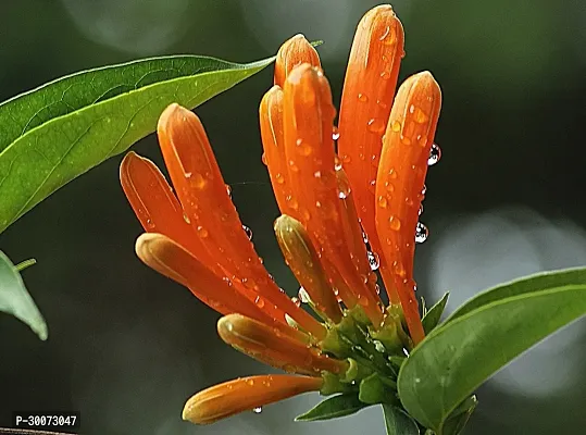 Fulmala Nursery Begonia Vanusta Plant-thumb2