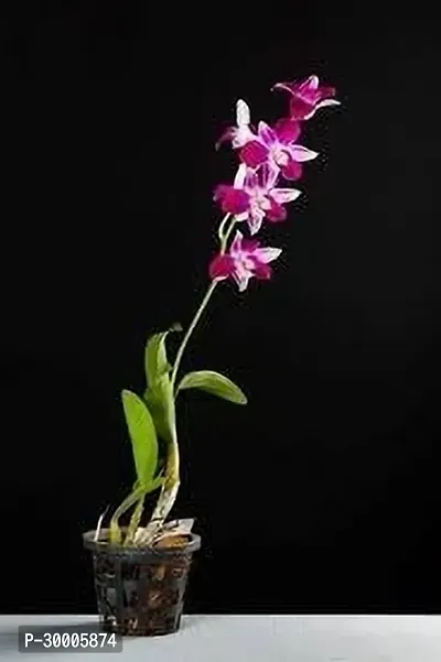 Fulmala Nursery Orchid Plant