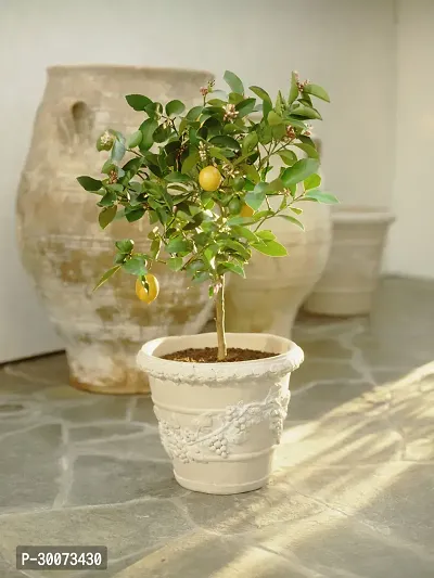 Fulmala Nursery Lemon Plant-thumb0