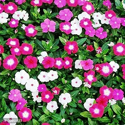 Fulmala Nursery Sadabahar/Periwinkle Plant-thumb0