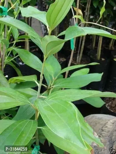 Fulmala Nursery Bay Leaf Plant -As451