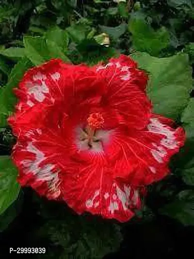 Fulmala Nursery  Hibiscus Plant-thumb0